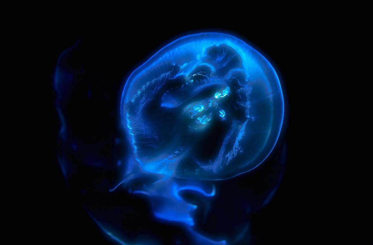 national aquarium blue jellyfish baltimore